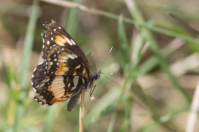 bordered patch